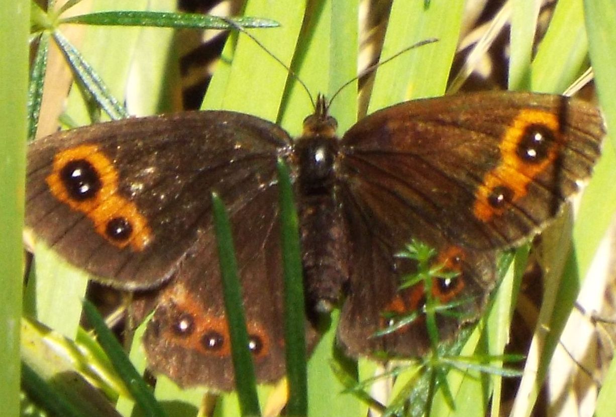 Farfalla da identificare - Erebia aethiops